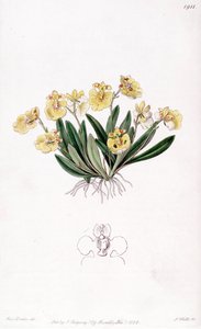 ビーナス・コムガリ（同種Oncidioides iridifolium） 作： Miss Drake